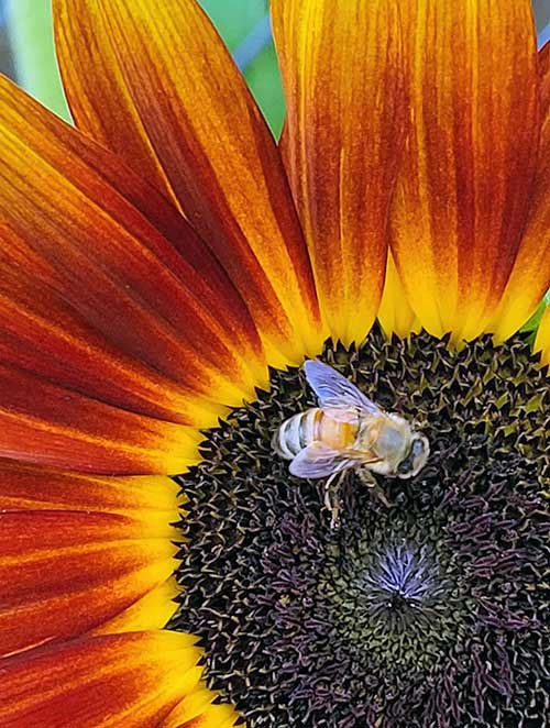 honey bee on a red sunflower