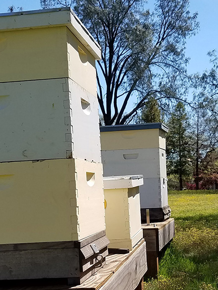 three bee hives in a row