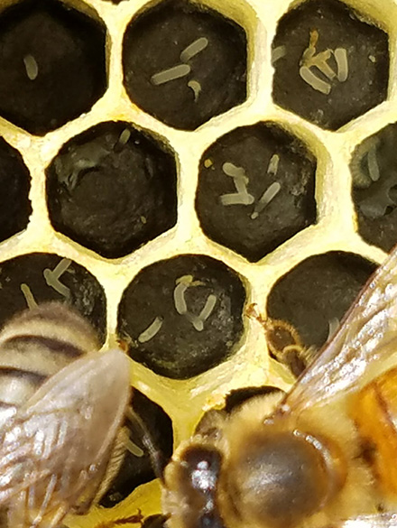 multiple eggs, honey bee laying workers