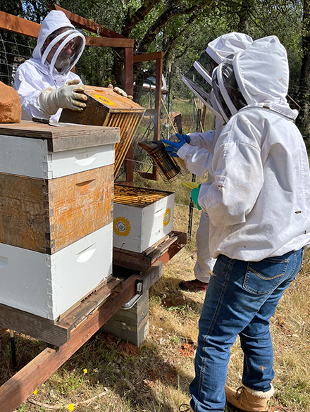 Mentoring a couple of beekeepers