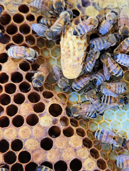 honey bees with capped queen cell