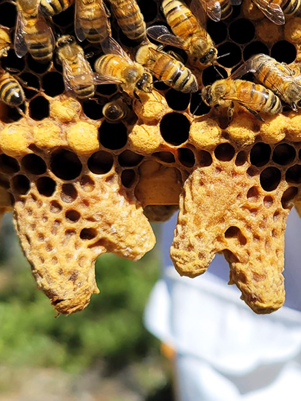 honey bee capped swarm cells